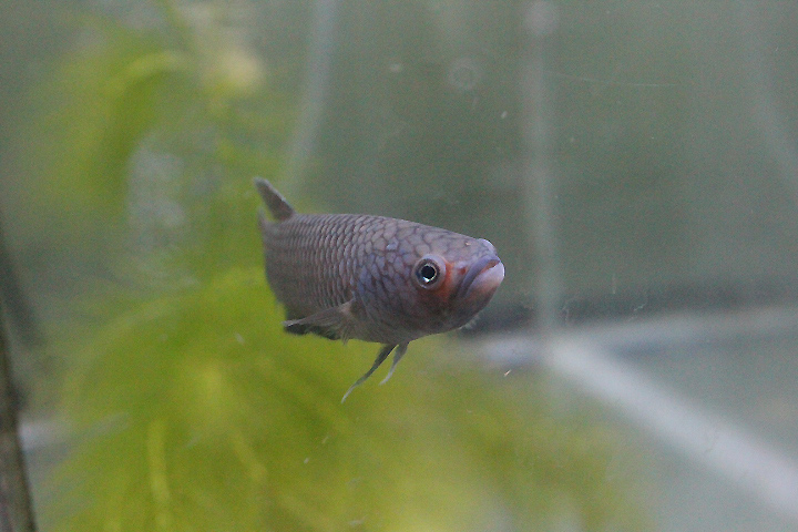 Orangefin betta (Betta ideii) - PCBA
