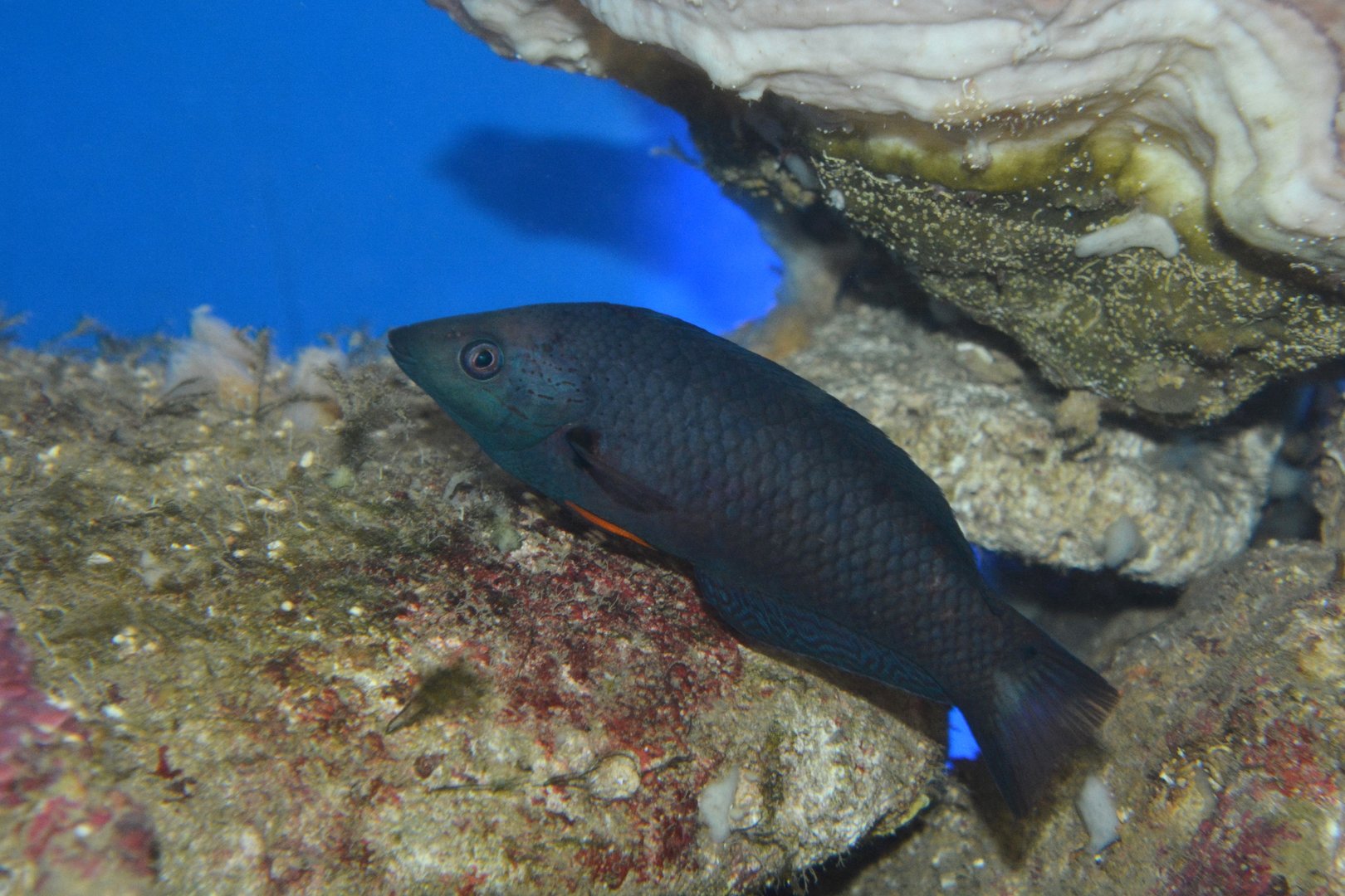 Orangefin wrasse (Halichoeres melanochir)