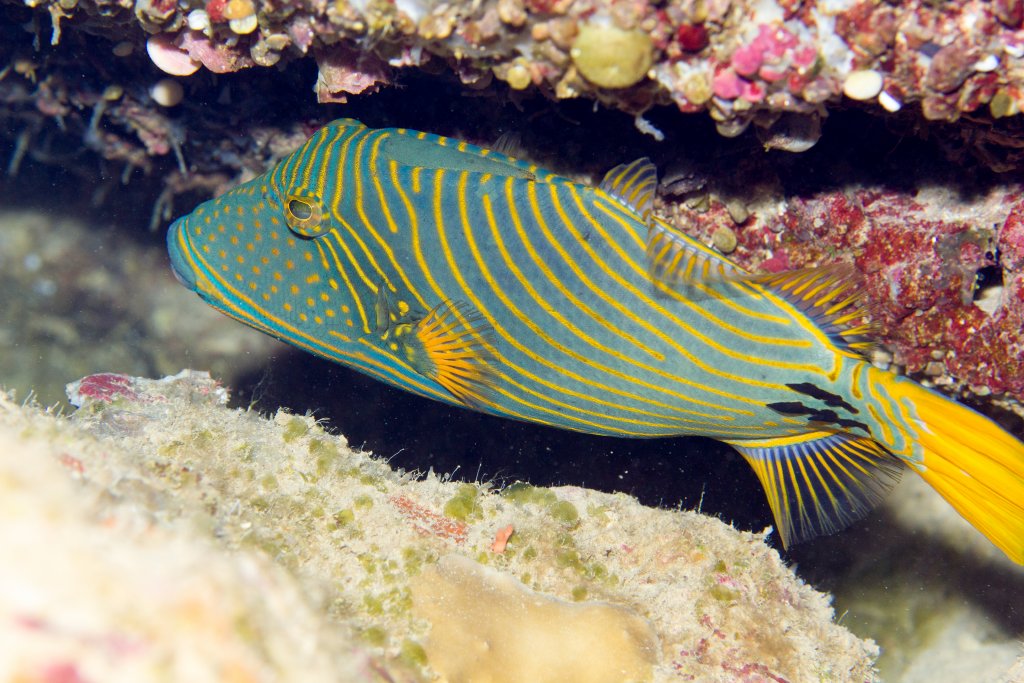 Orangeline Triggerfish