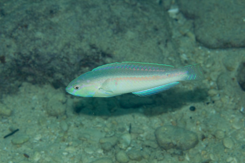 Orangeline Wrasse