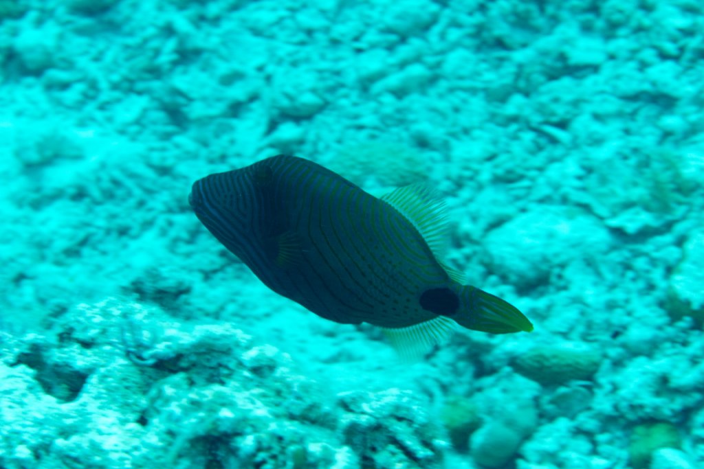 Orangelined Triggerfish (Balistapus undulatus)