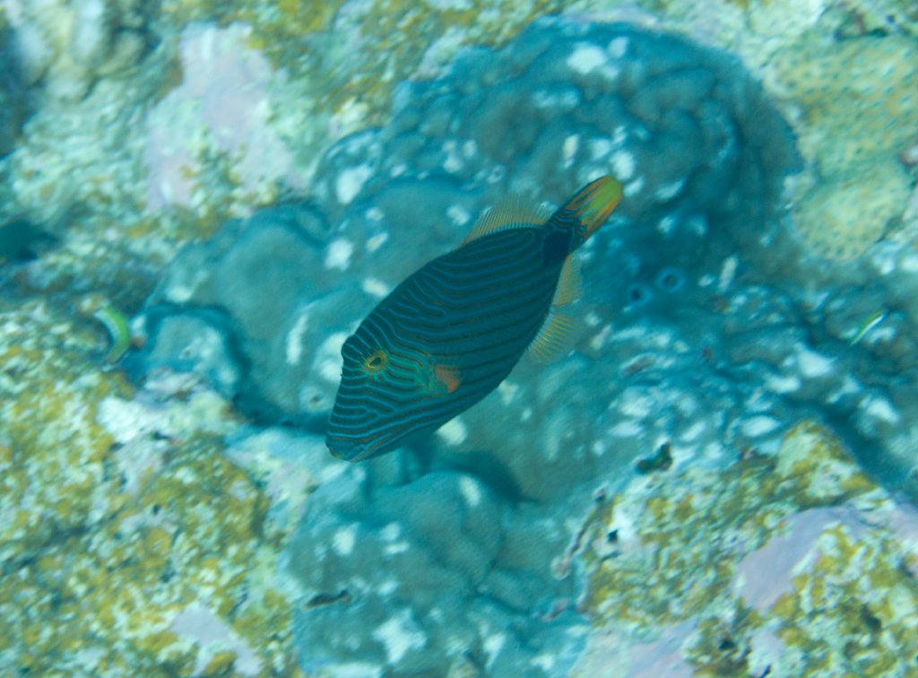 Orangelined Triggerfish (Balistapus undulatus)