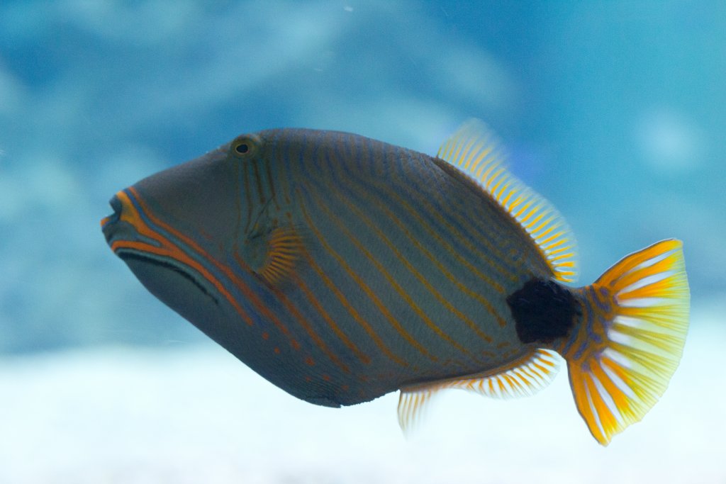 Orangelined Triggerfish male