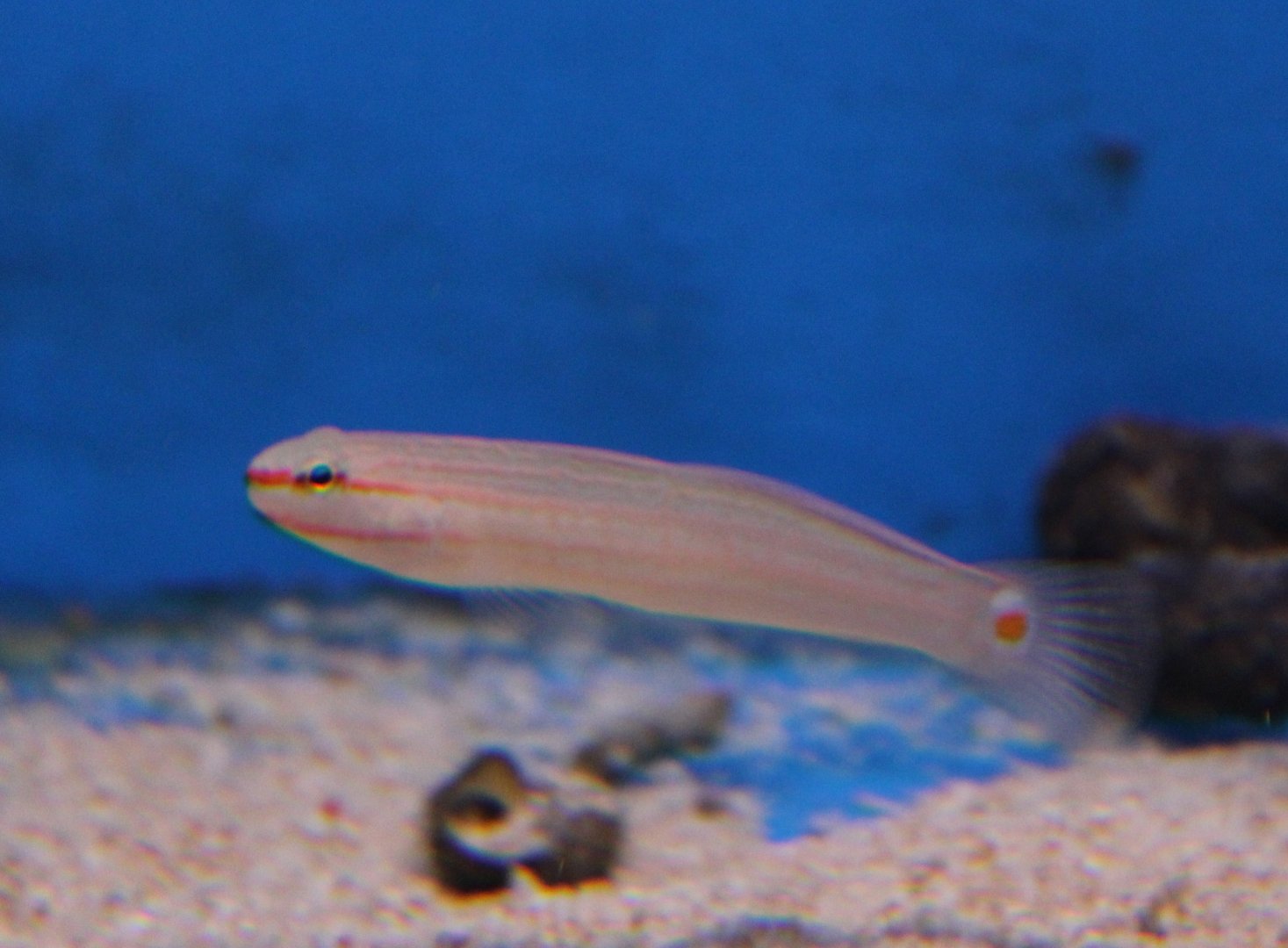 Orangemarked goby -  Amblygobius decussatus