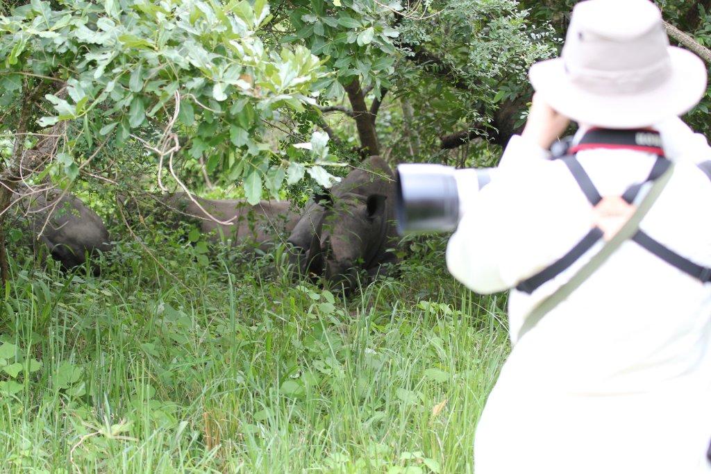 Orangeperson looks at White Rhinos