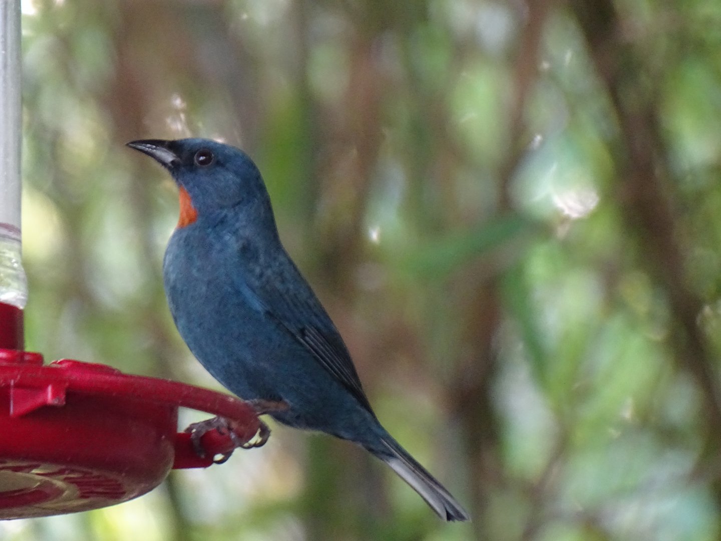 Orangequit (Euneornis campestris) Wild in Jamaica
