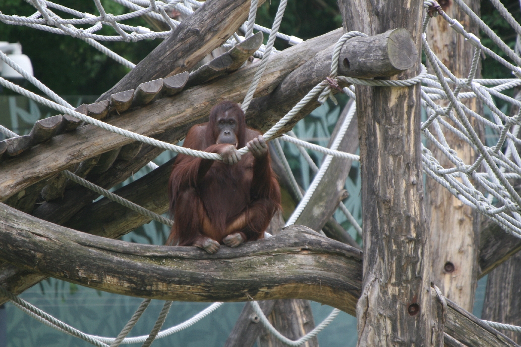 Orang'Erie Outdoor Climbing Structure