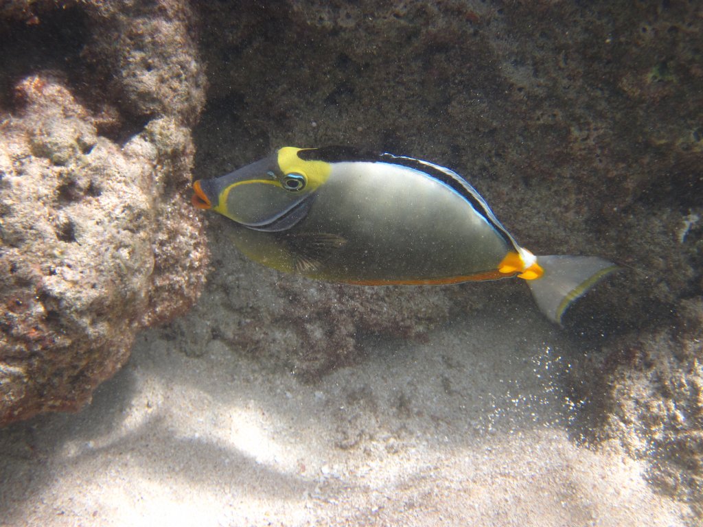 Orangespine Unicornfish (Naso lituratus)
