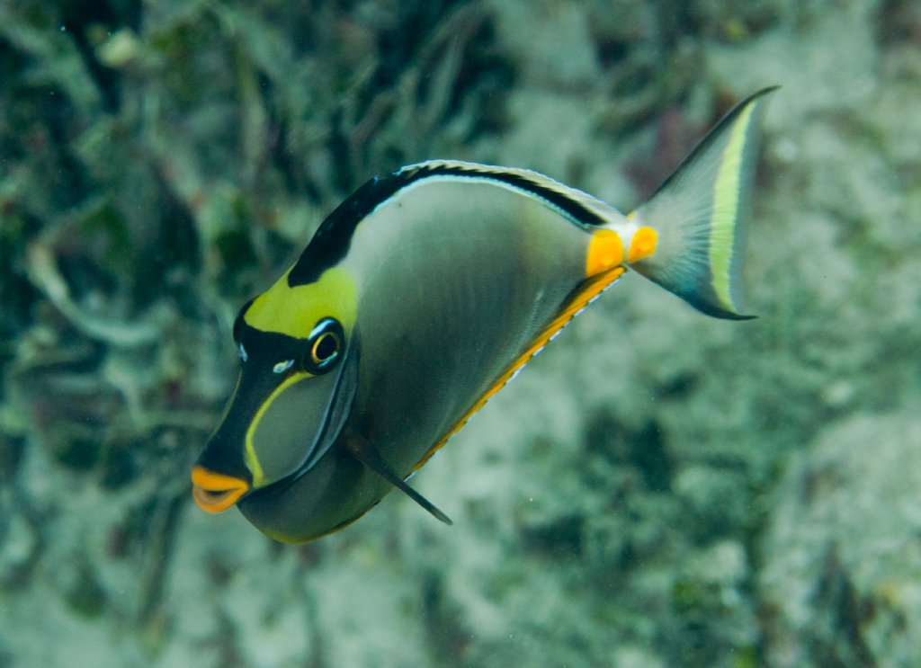 Orangespine Unicornfish (Naso lituratus)
