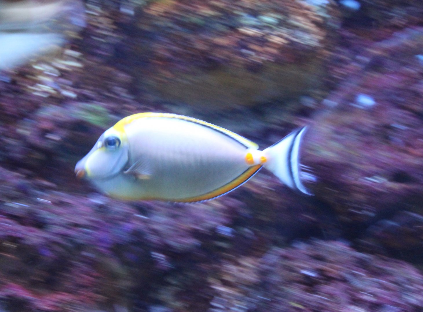 Orangespine unicornfish - Naso lituratus
