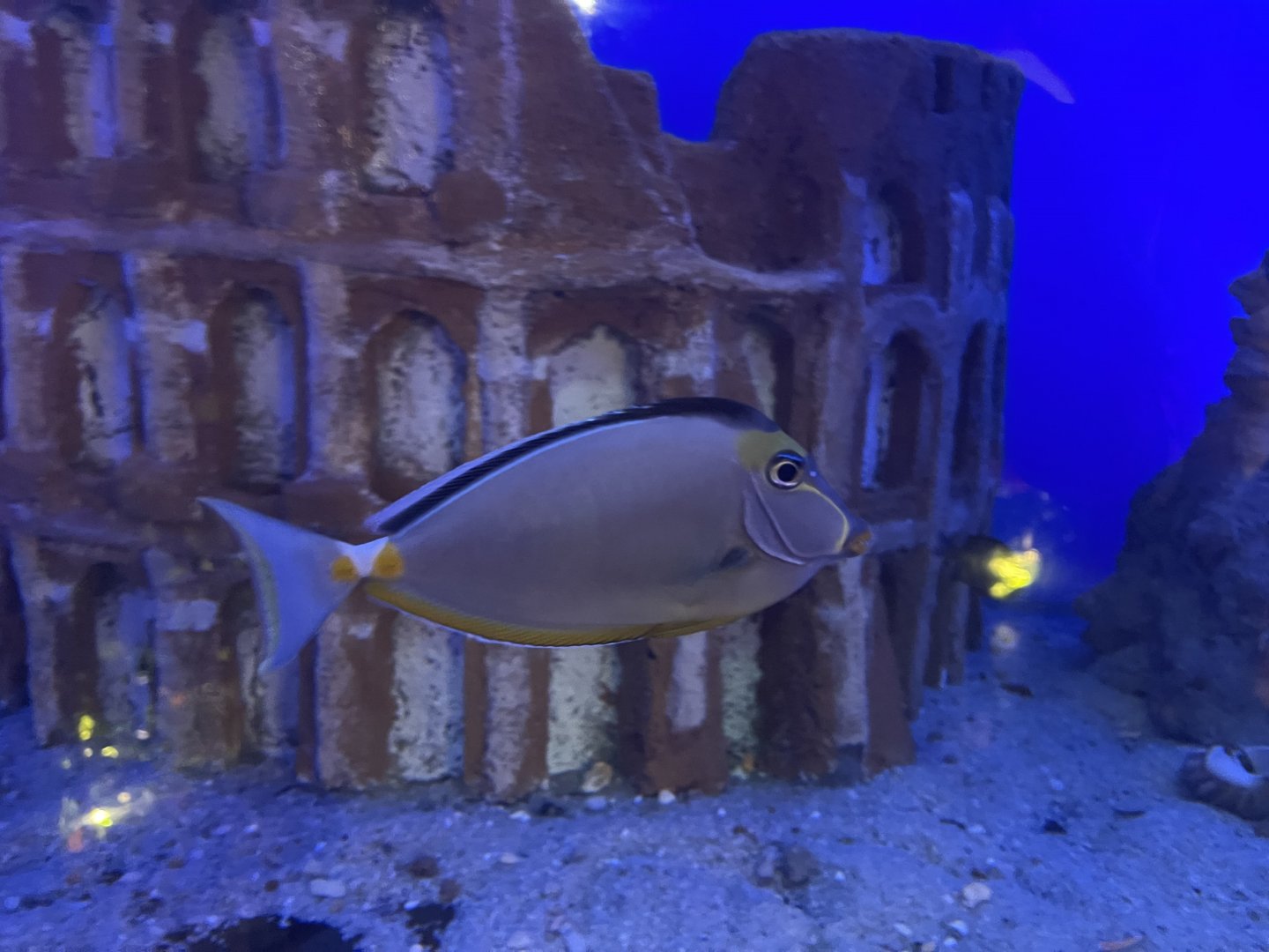 orangespine unicornfish (naso lituratus)