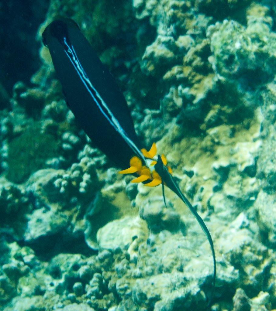Orangespine Unicornfish - three pairs pf spines is very unusual
