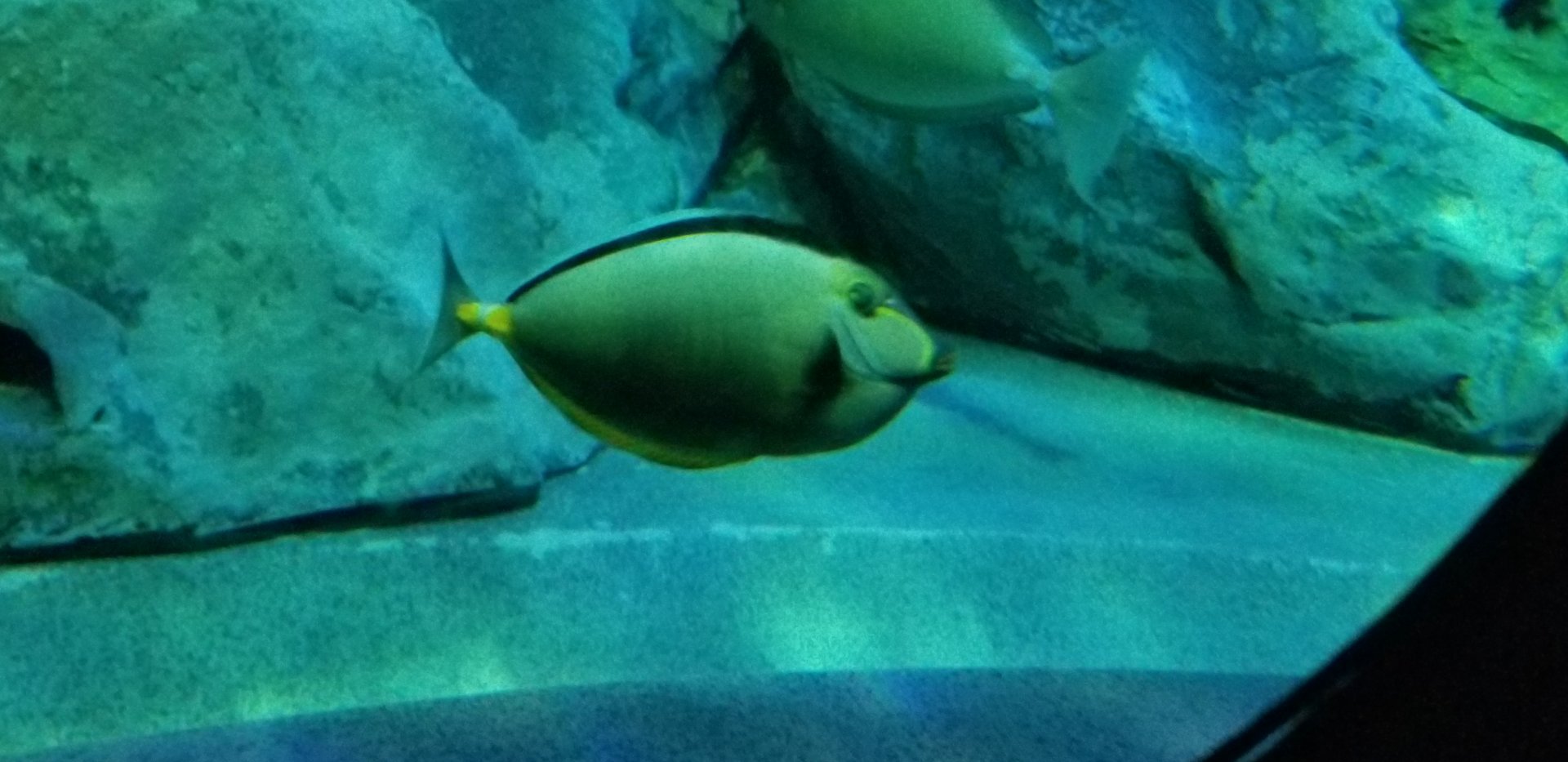 Orangespine Unicornfish