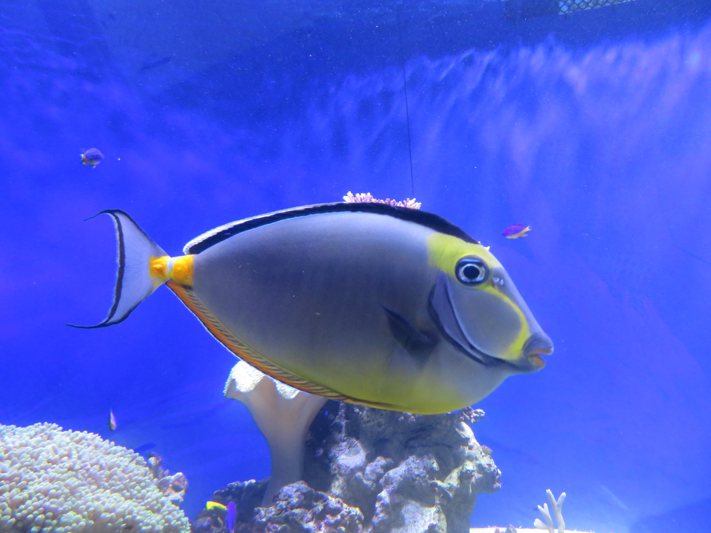 Orangespine Unicornfish