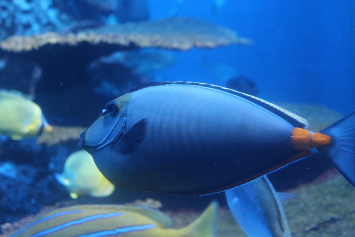 Orangespined unicornfish (Naso lituratus)