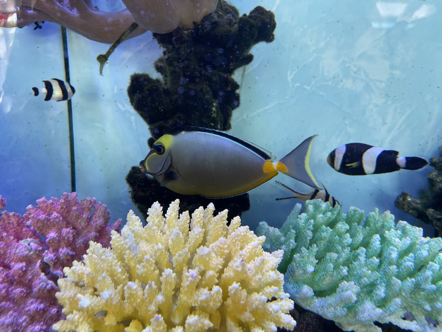 orangespined unicornfish (naso lituratus)