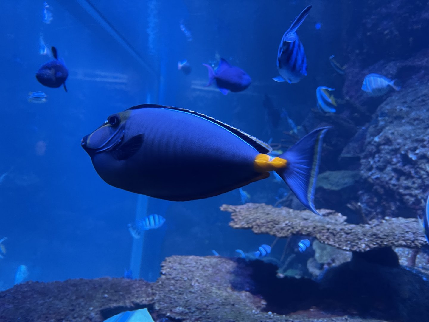 orangespined unicornfish (naso lituratus)