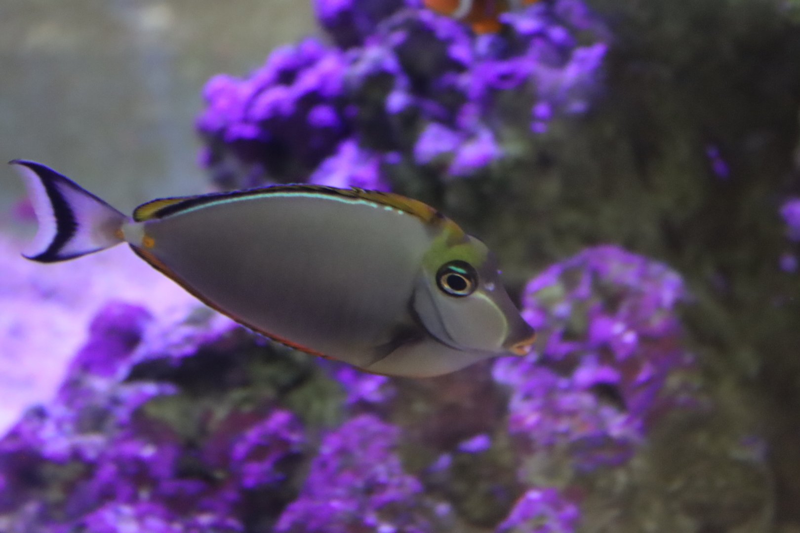 Orangespined Unicornfish