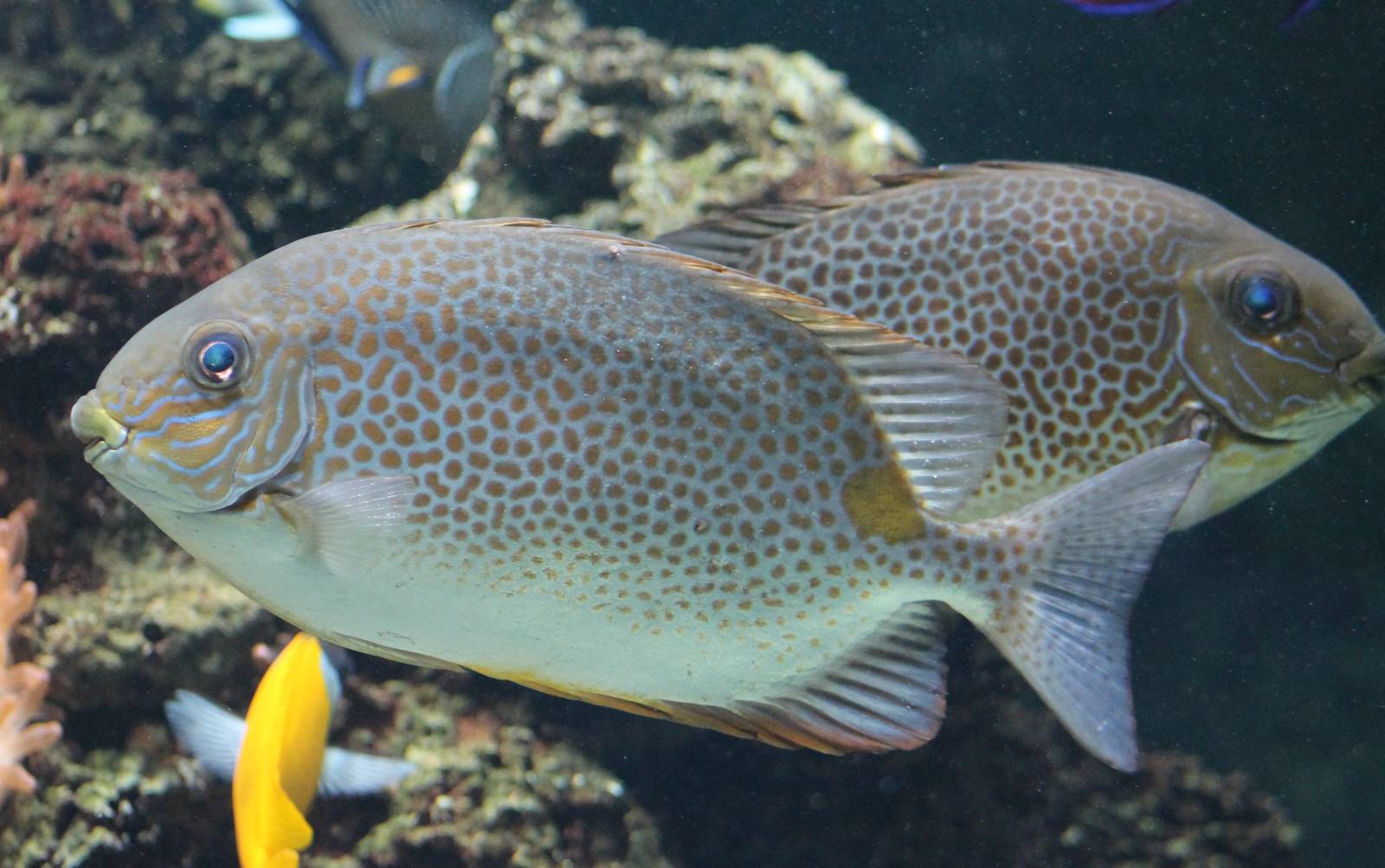 Orangespot rabbit fishes