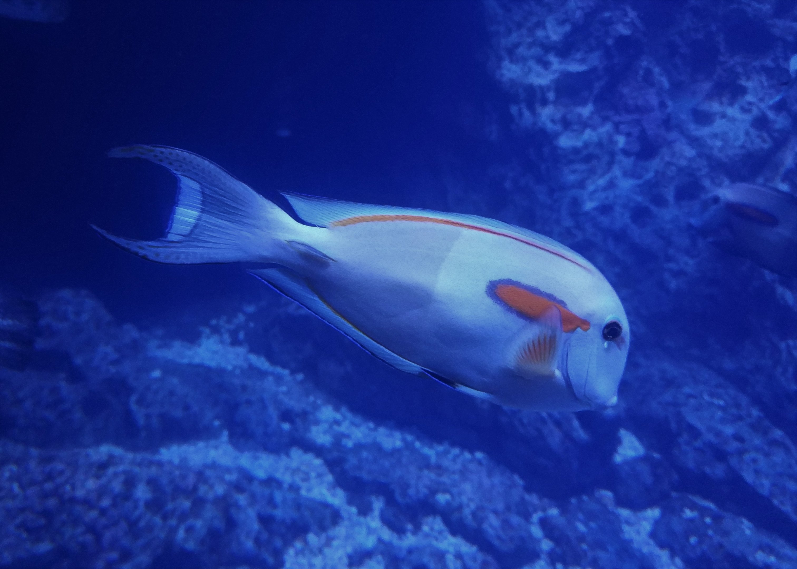 Orangespot Surgeon Fish