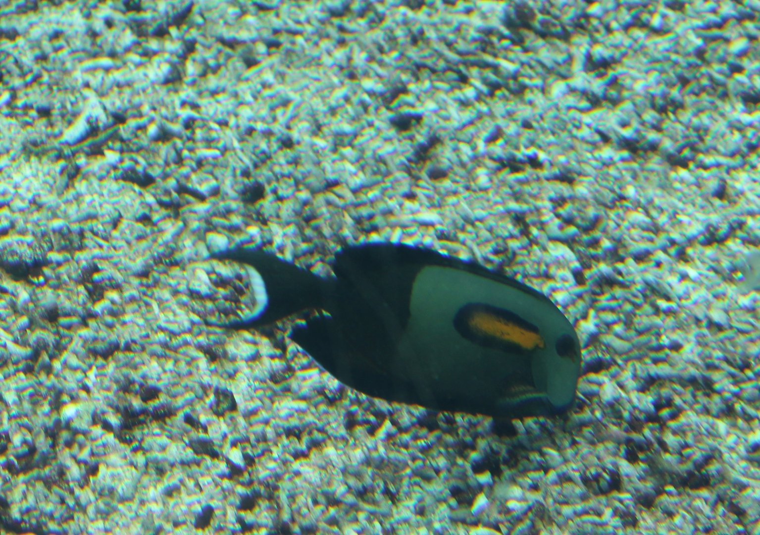 Orangespot surgeonfish - Acanthurus olivaceus