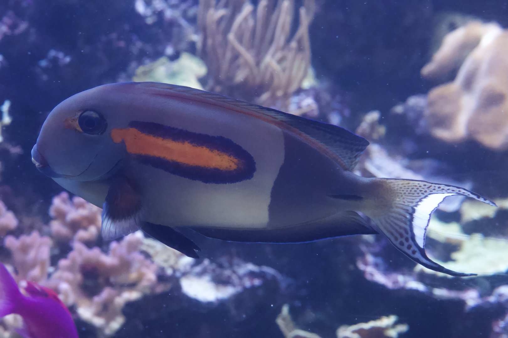 Orangespot Surgeonfish/ Acanthurus olivaceus