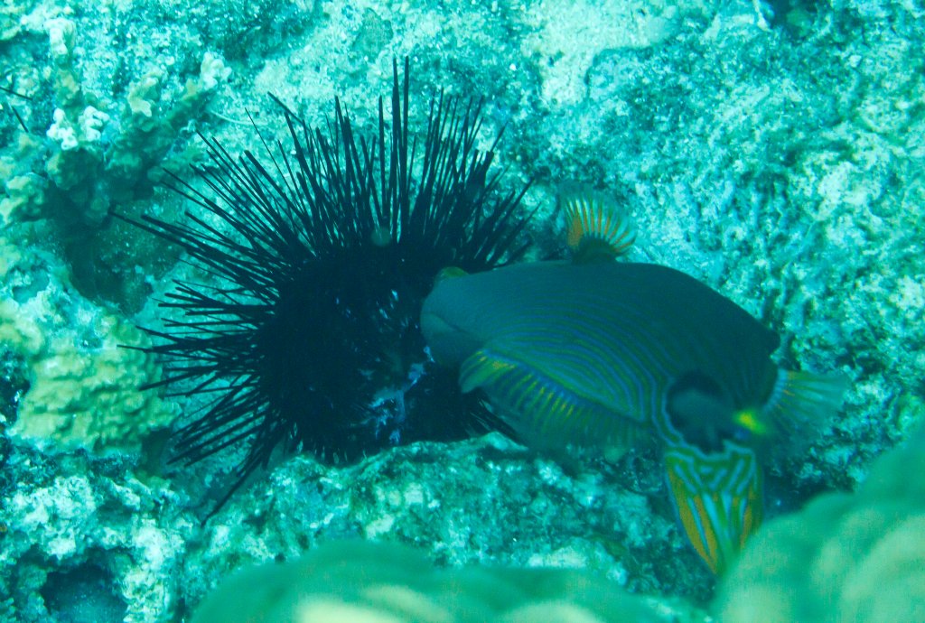 Orangestriped Triggerfish eating an urchin