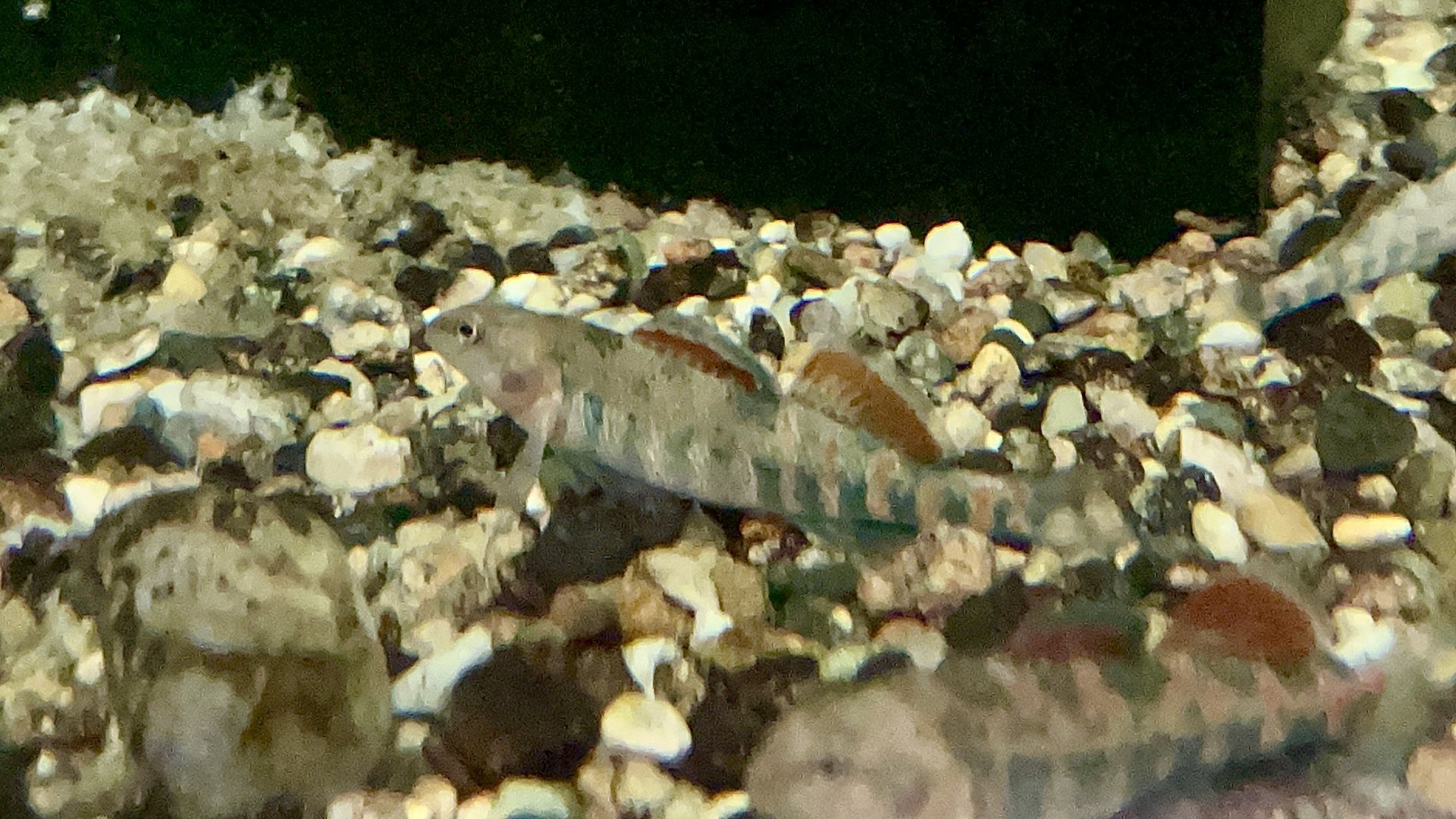 Orangethroat Darter