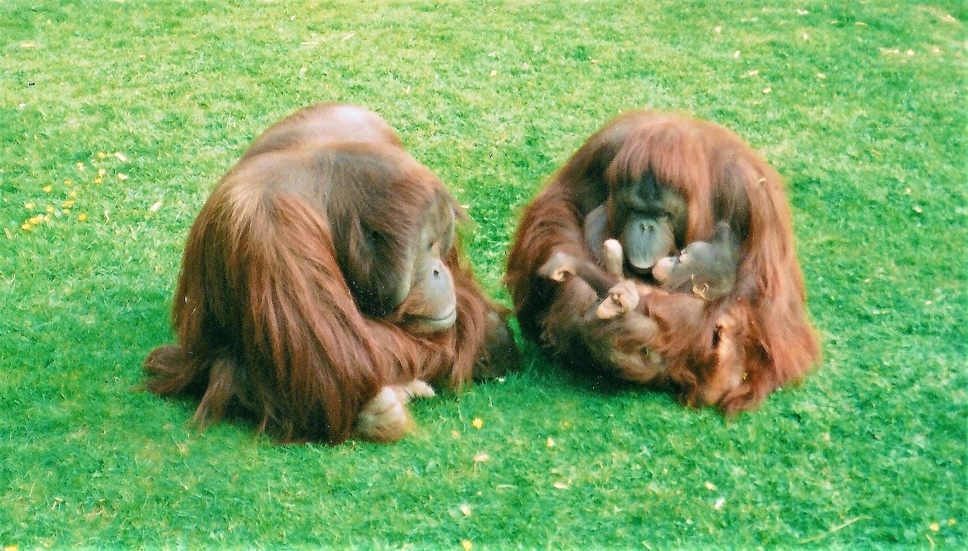 Orangs, April 2002