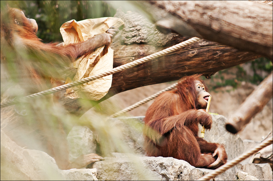 Orangs at Hamburg