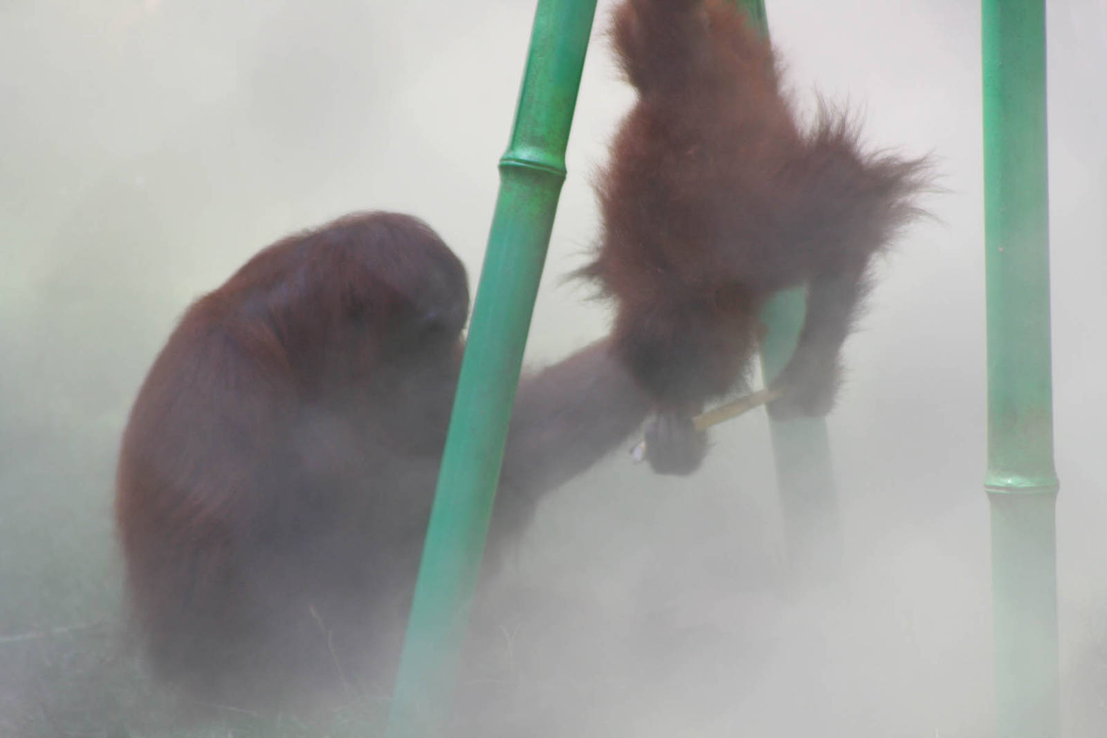 Orangs in the Mist