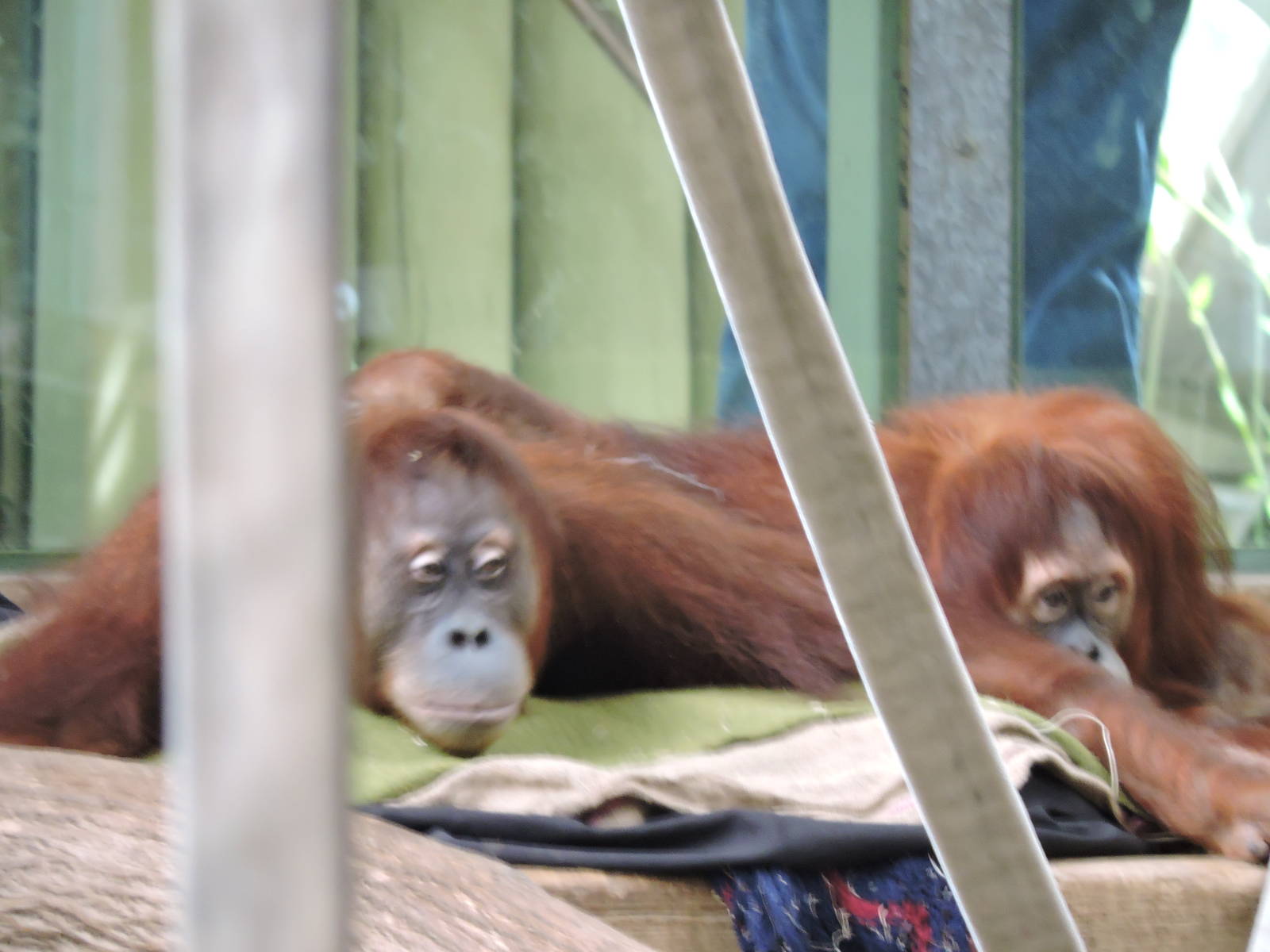 Orangs - Ramai and Jingga