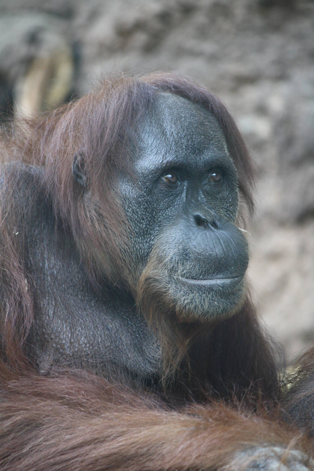 Oranguatan - 4 June 2010