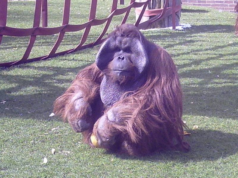 Oranguatan at Twycross