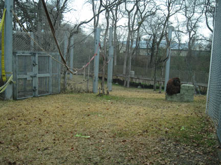 oranguatan exhibit - Feb 2012