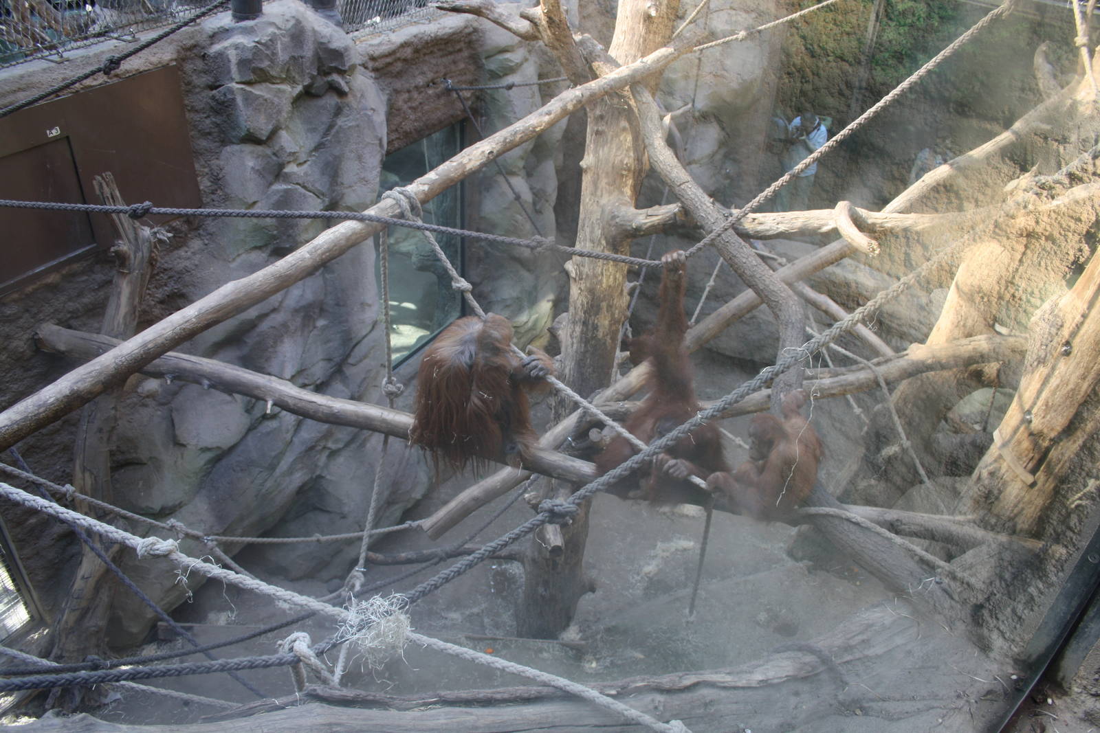 Oranguatns - 4 June 2010