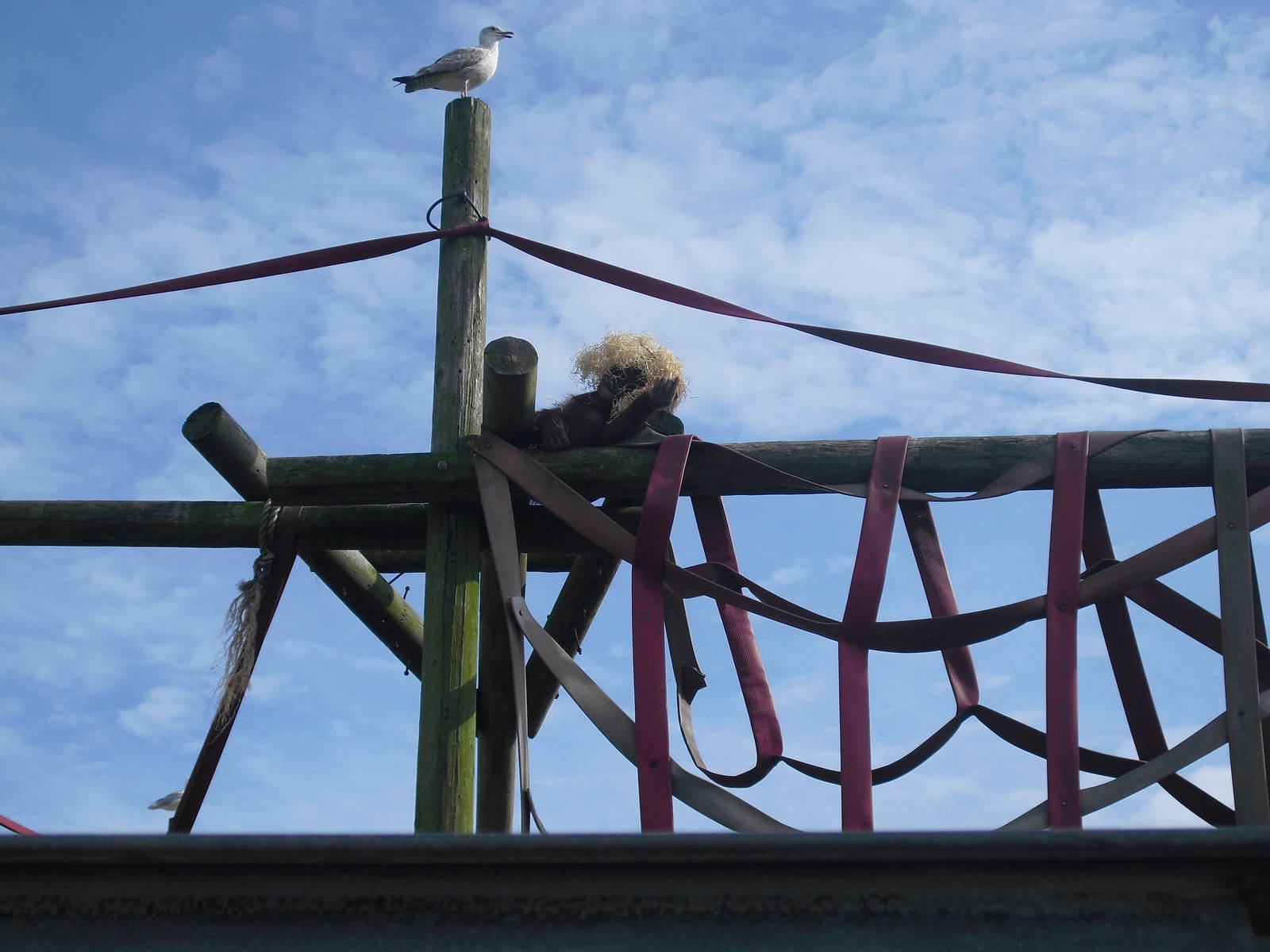 Orangutan - 01/10/2011