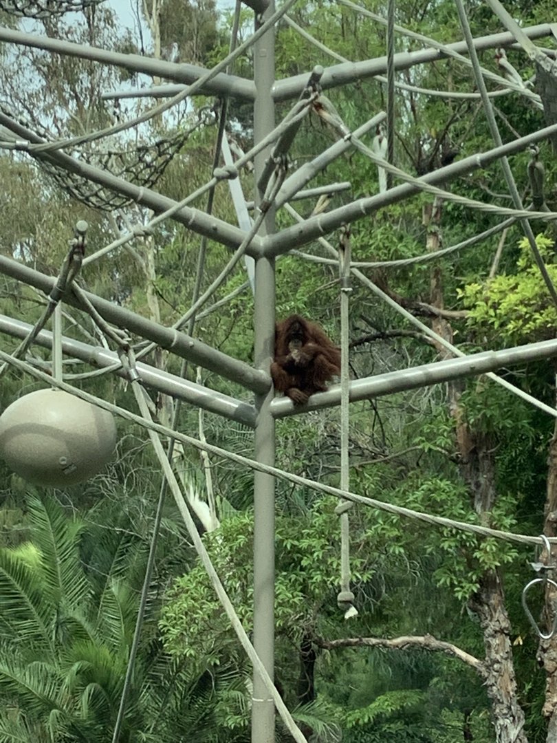 Orangutan 10/7/21
