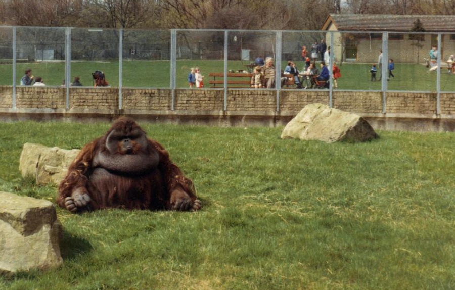 orangutan  1987