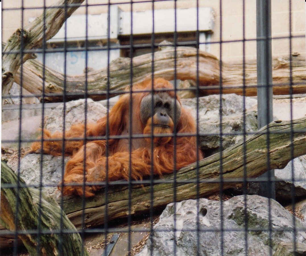 Orangutan, 1993