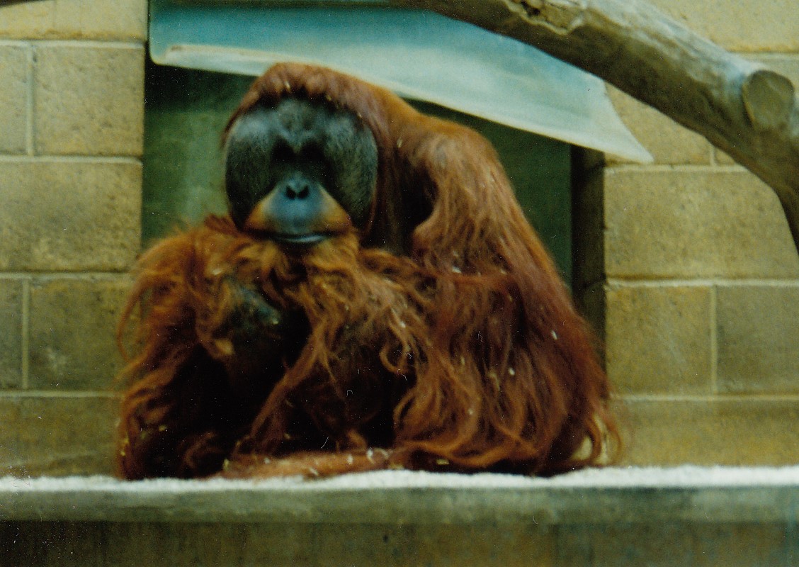 Orangutan, 1994