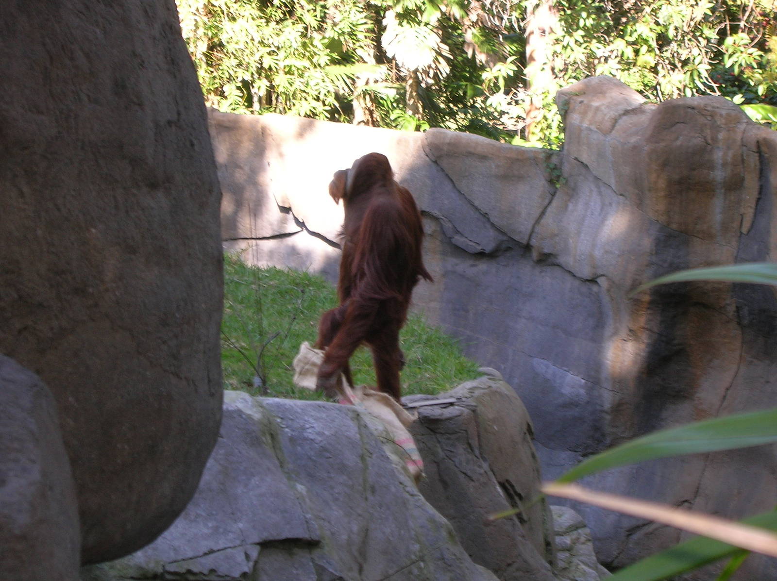 Orangutan 2-20-09