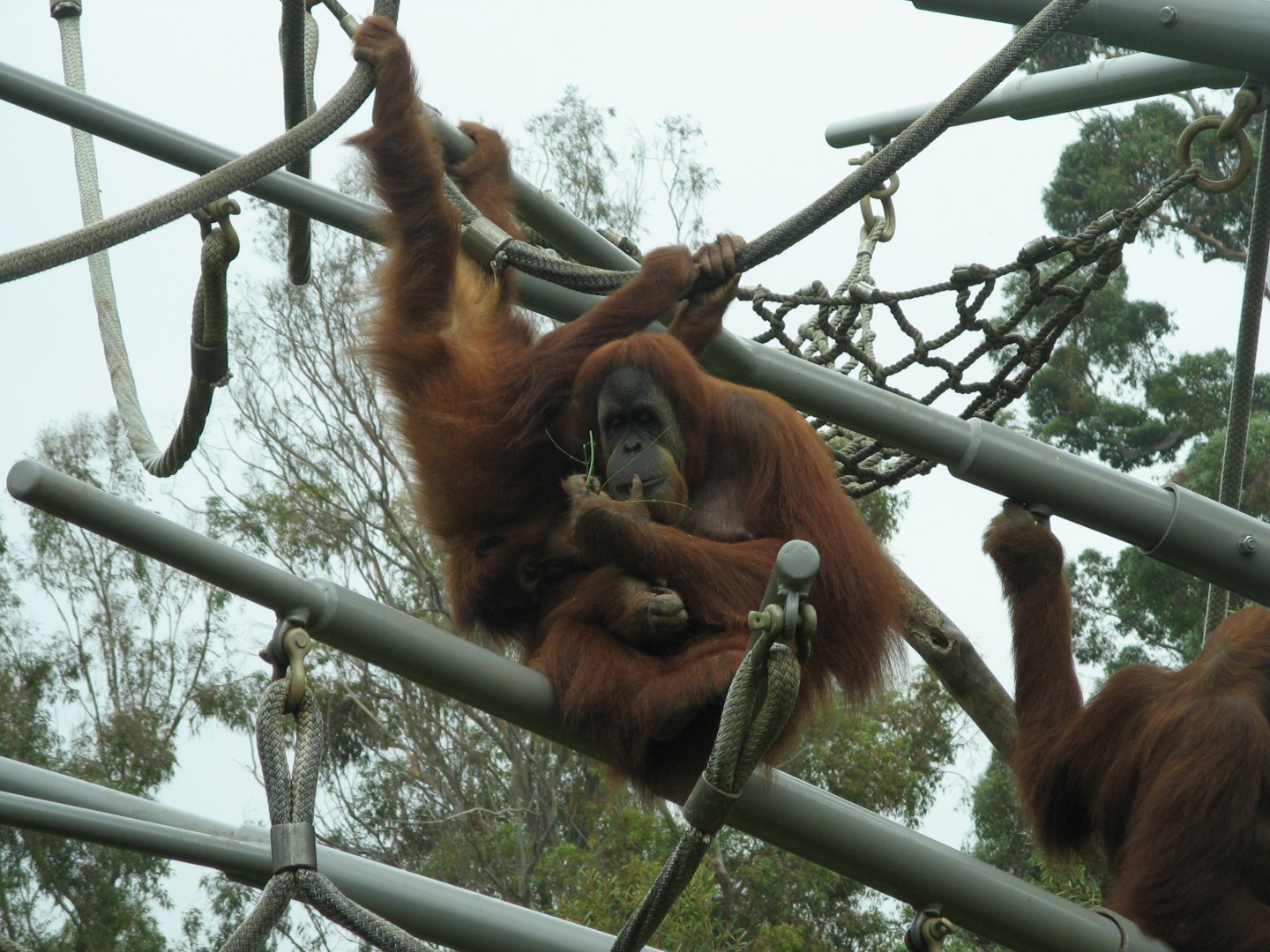 Orangutan (2008)