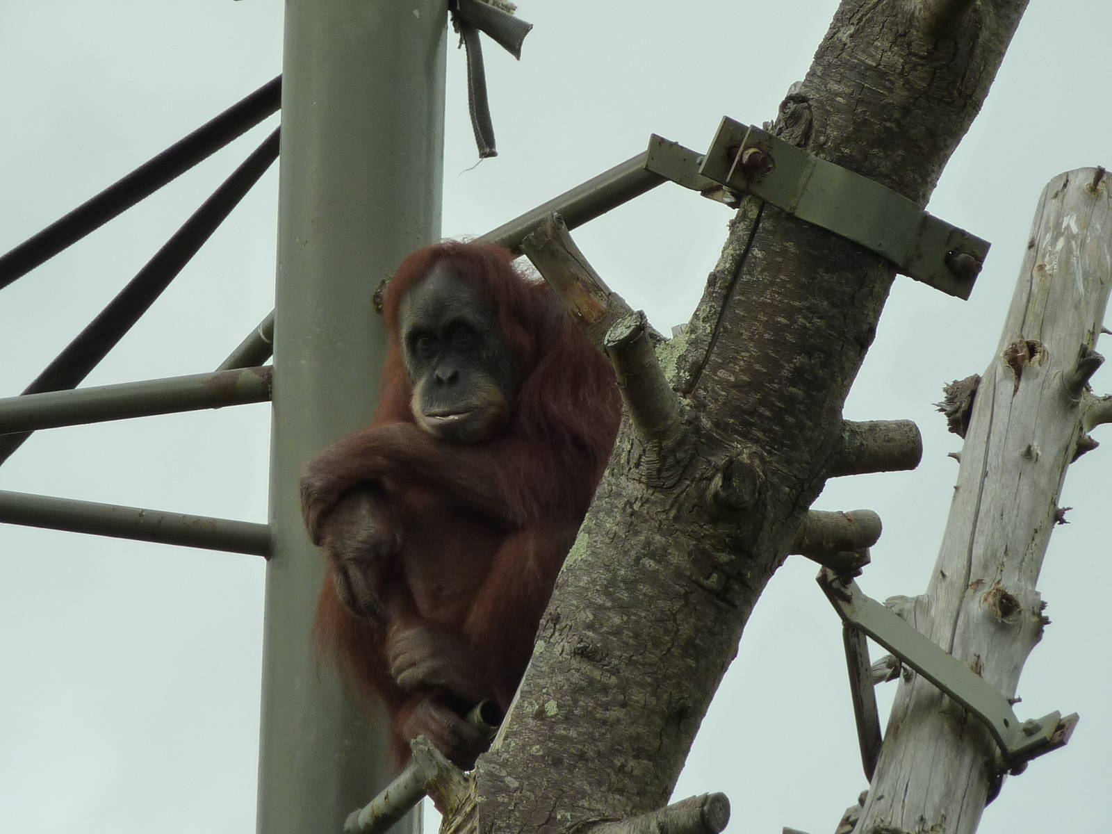 Orangutan - 2011