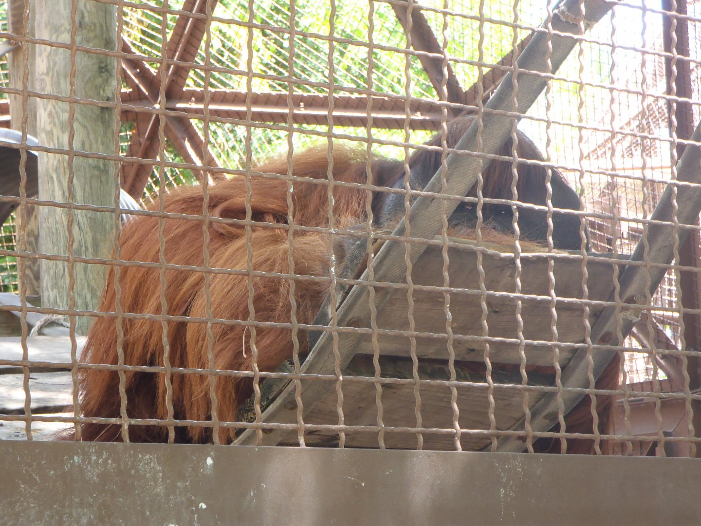Orangutan (2014)