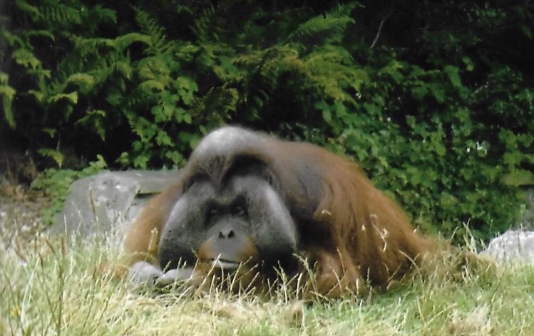 orangutan 2017