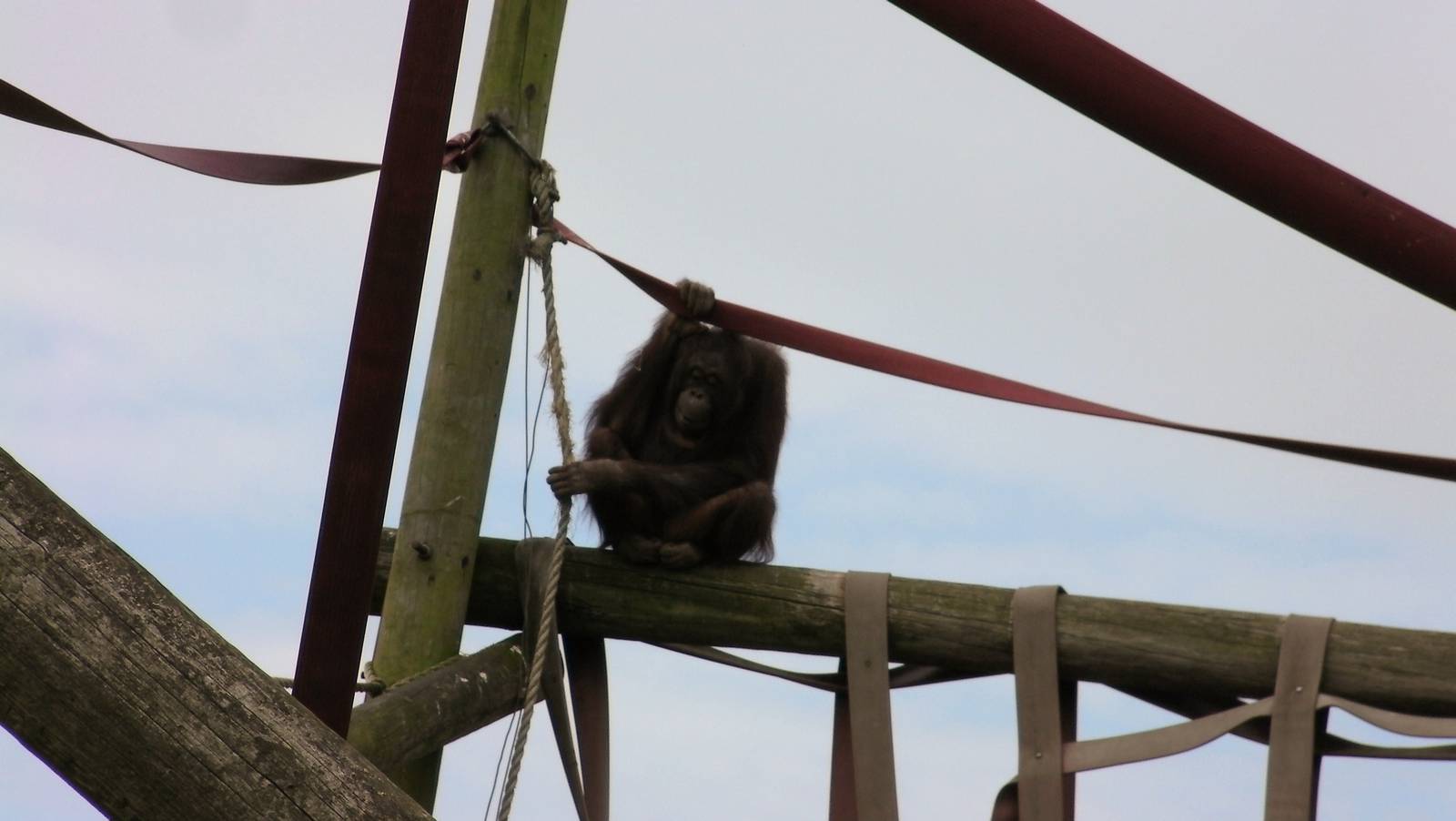 Orangutan - 26.08.2011