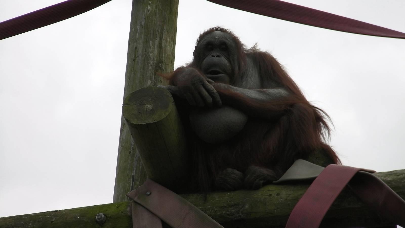 Orangutan - 26.08.2011
