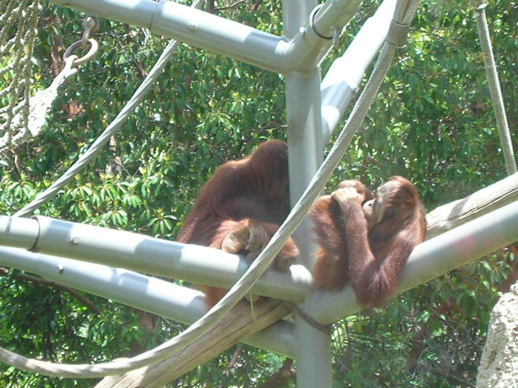 Orangutan 5-18-10