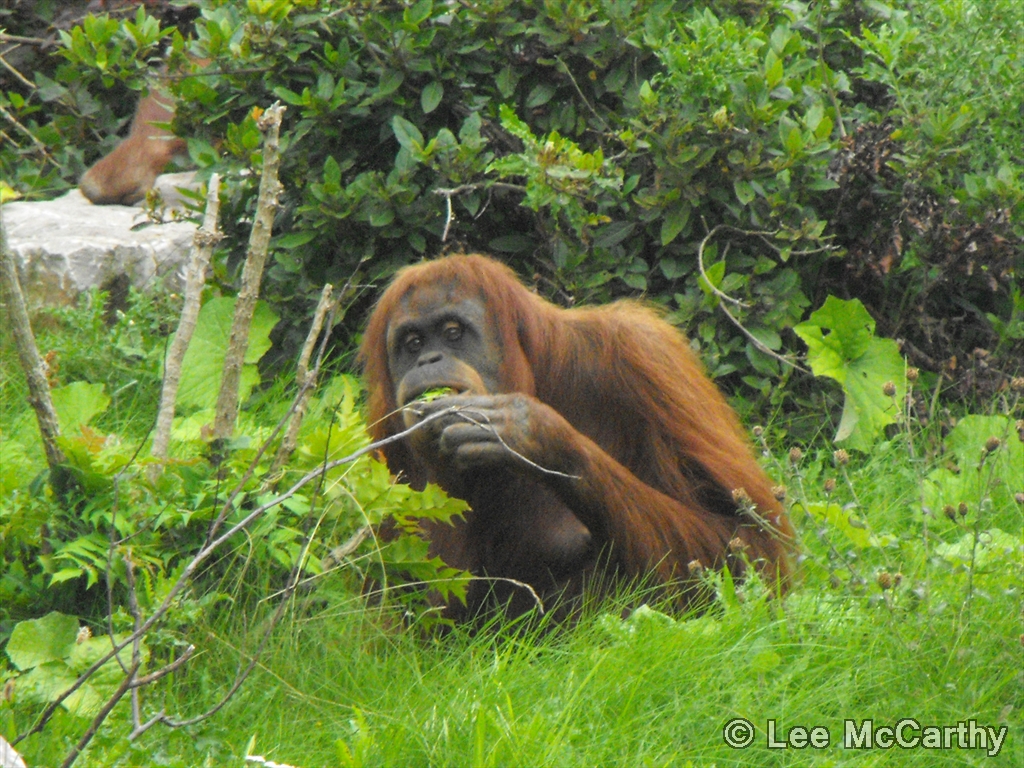 Orangutan 5th September 2010